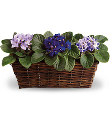 Sweet Violet Trio from Scott's House of Flowers in Lawton, OK